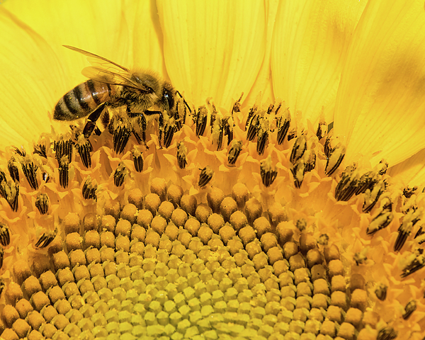 Dawn Currie - Collecting Pollen