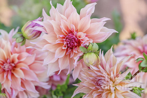 Flower Photographs