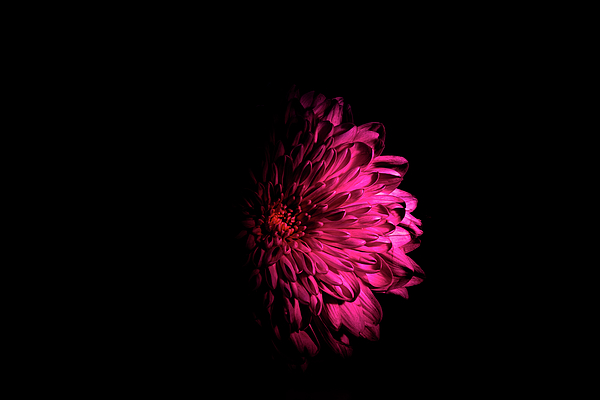 Premium Photo  A black flower on a dark background isolated