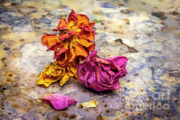 Dried rose Photograph by Bernard Jaubert - Pixels