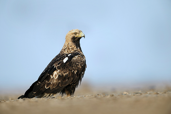 Eastern imperial eagle Jigsaw Puzzle by Hira Punjabi - Pixels