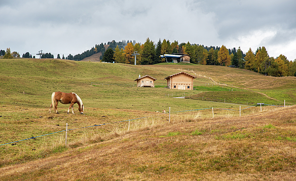 Michalakis Ppalis - Farmland with horses feeding in Autumn
