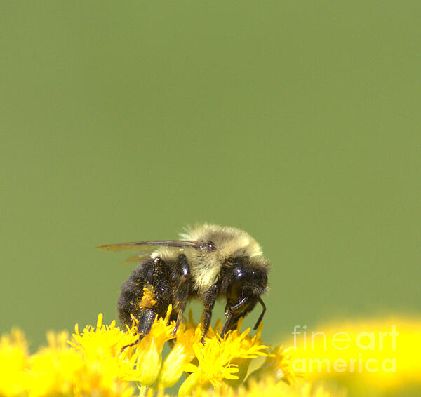 Mike Cicero - Feeding Bee