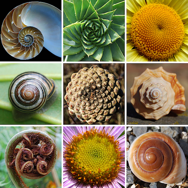 Fibonacci Spirals In Nature Yoga Mat