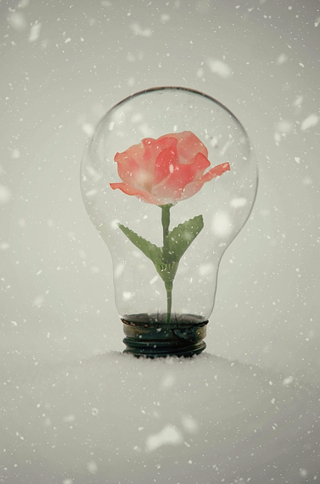 Surreal Photographs