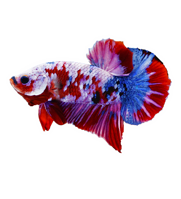 Galaxy Koi Betta Fish Sticker