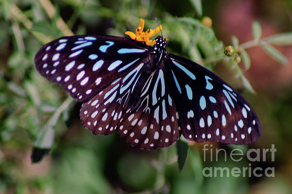 Brenda Harle - Glassy Blue Tiger Butterfly