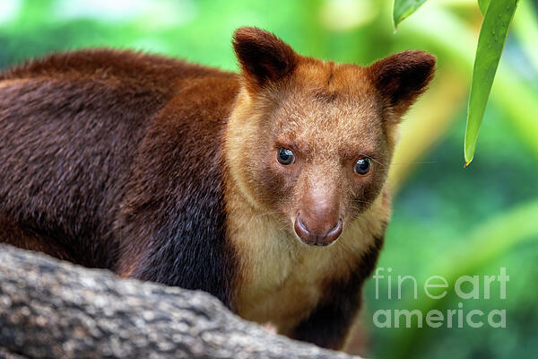 Jane Rix - Goodfellows or ornate tree kangaroo against dense jungle foliage. This arboreal marsupial if found in Papua New Guinea and northern Queensland, Australia, and is endangered in the wild.