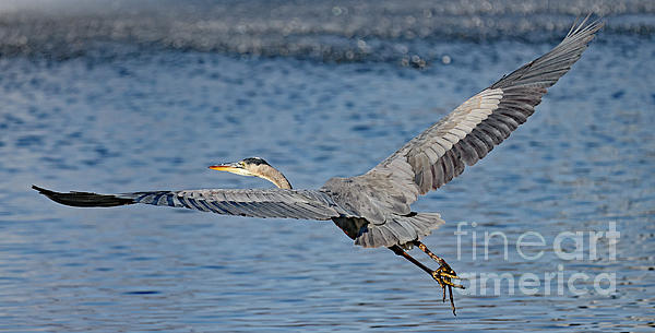 Heron Photographs