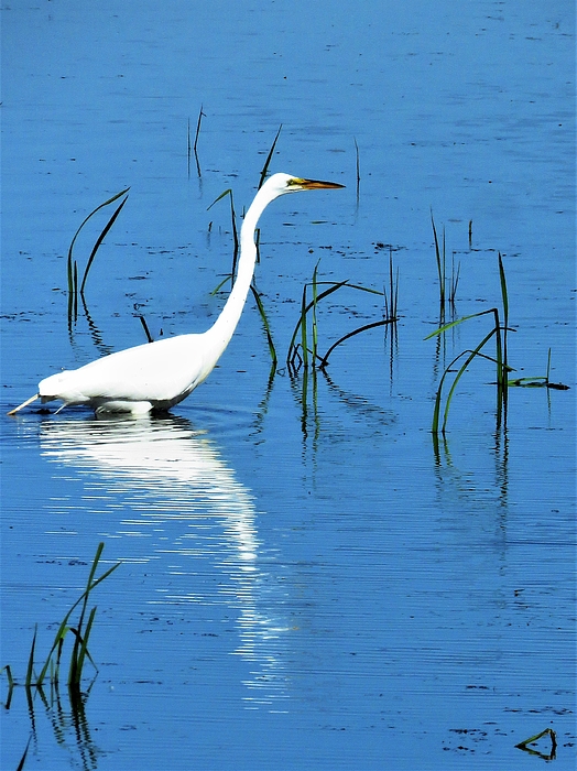 Lori Frisch - Great White Egret 