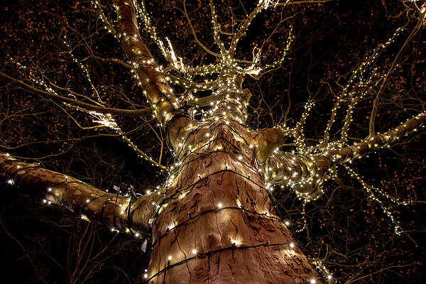 John Twynam - Illuminated Tree at the Niagara Winter Festival of Lights 2