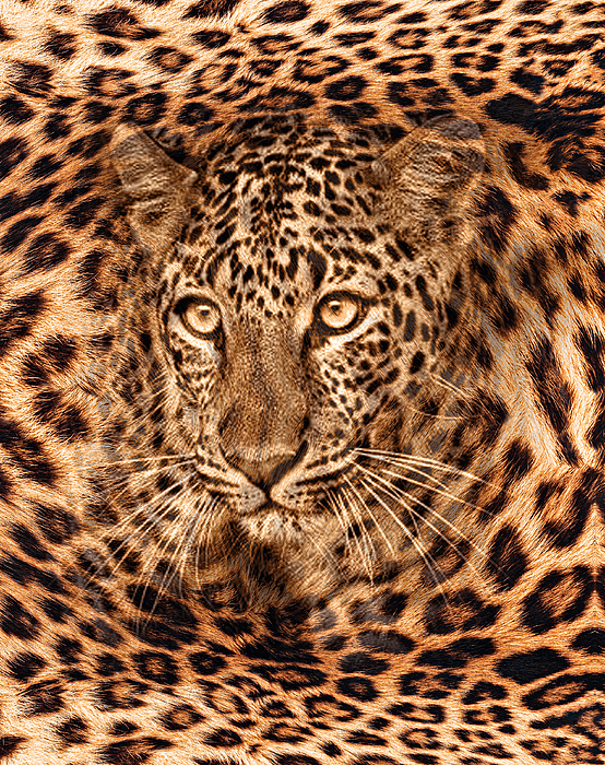 Jaguar Print Animal Skin Fur Pattern | Metal Print