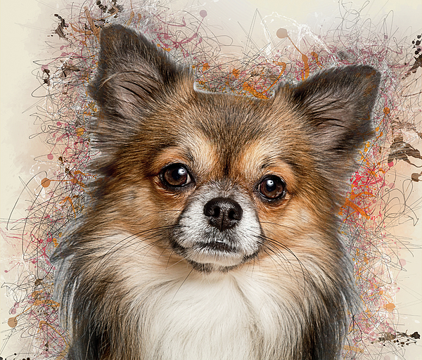 Mexican Chihuahua Dog #3 Jigsaw Puzzle