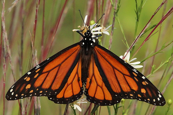 Brian Baker - Monarch Butterfly