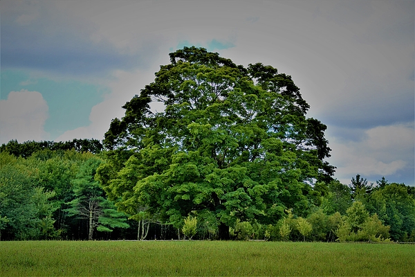Warren LaBaire Photography - My Tree in Summer