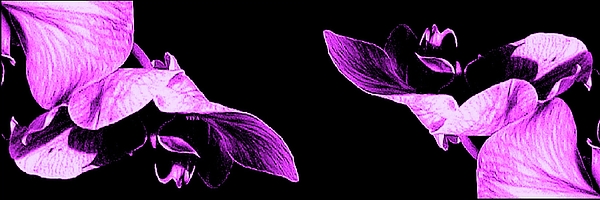 VIVA Anderson - Orchids Soaring Together