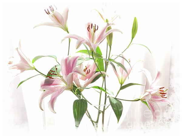 Marcia Lee Jones - Pink Lilies