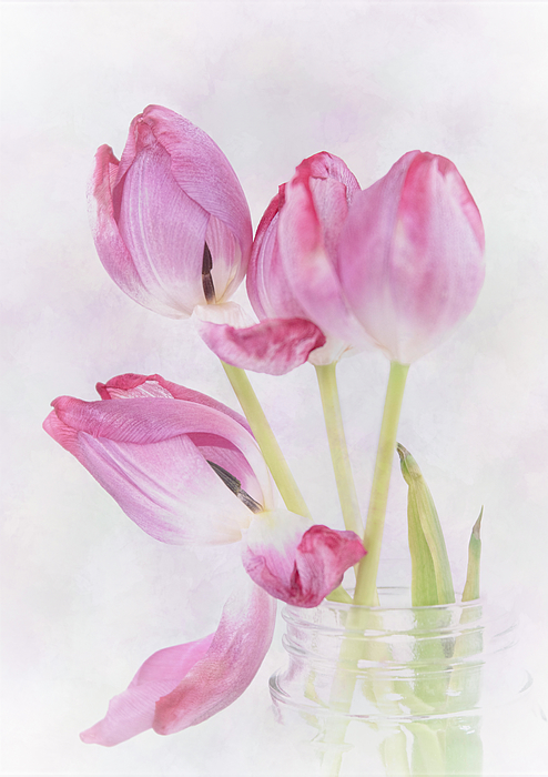 Tulip Photographs