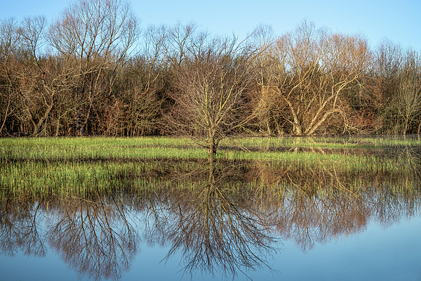 Reflection Art