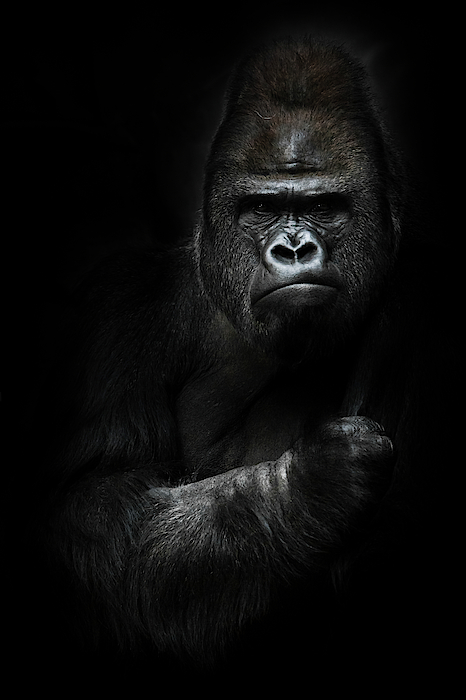 Powerful Dominant Male Gorilla Sits On A Background Of Stones An Throw  Pillow by Michael Semenov - Pixels Merch