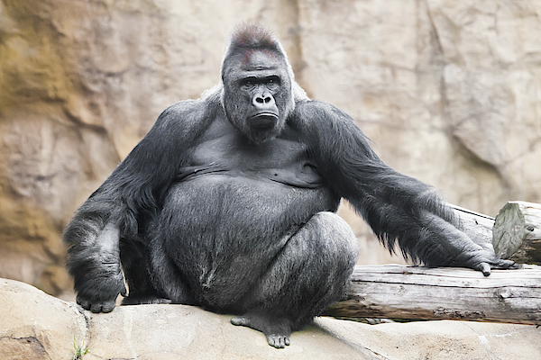 Powerful Dominant Male Gorilla Sits On A Background Of Stones An #1 Throw  Pillow