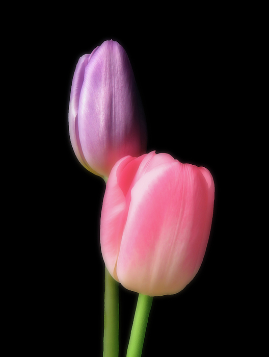 Johanna Hurmerinta - Purple And Coral Pink Tulip Photograph