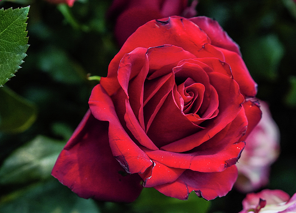 Aarti Bartake - Red Rose 