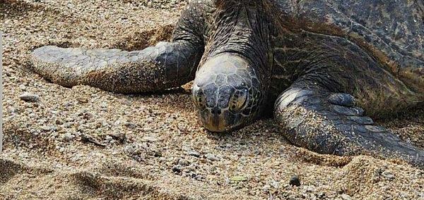 Alla Savinkov - Sea Turtle Siesta