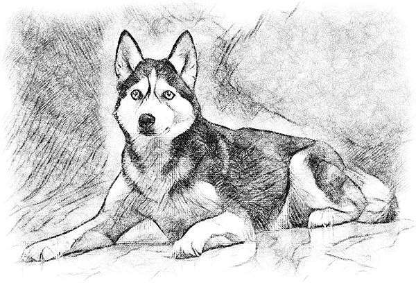 Robert The husky Sketch Speed draw by Robert-The-Husky -- Fur Affinity  [dot] net