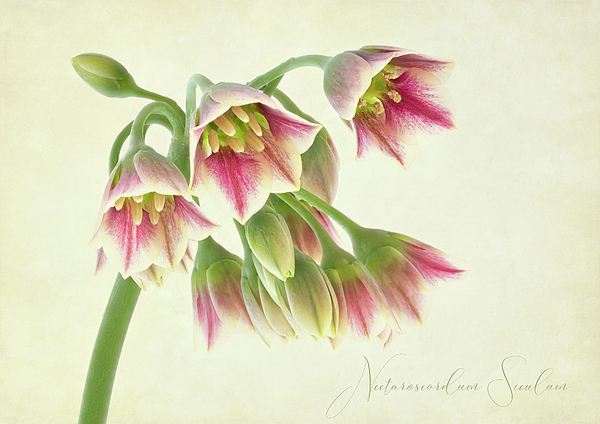 Still Life Photographs