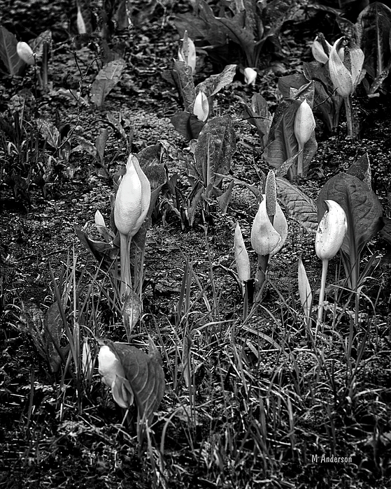 Michael R Anderson - Skunk Cabbage Rising - BW