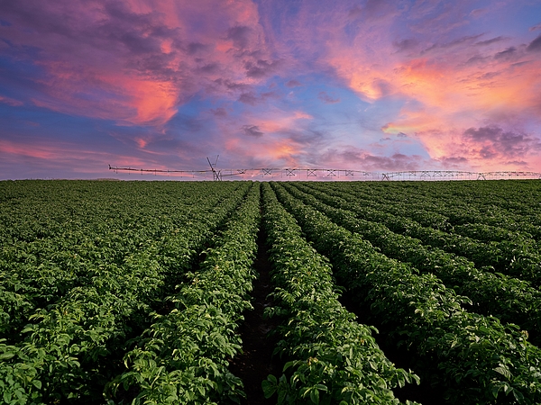 Mountain Dreams - Soybean Field At Sunset