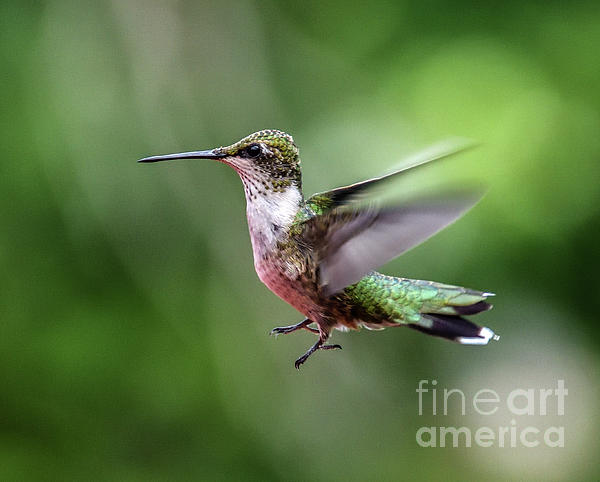 Cindy Treger - Suspended Juvenile Ruby-throated Hummingbird