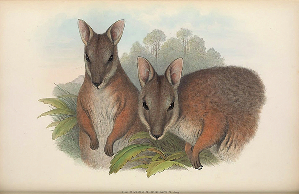 Antilopine Kangaroo Yoga Mat by John Gould - Pixels