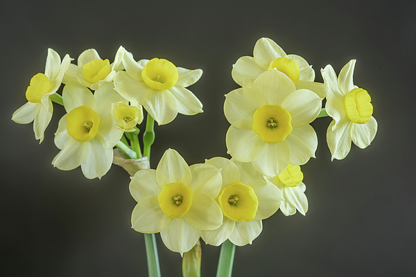 Minnow Daffodil Narcissus, Tulip World