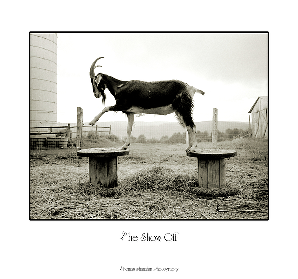 Animal Photographs