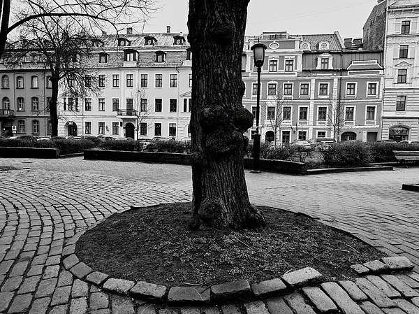 Jouko Lehto - The tree in the middle. Riga 2024 bw