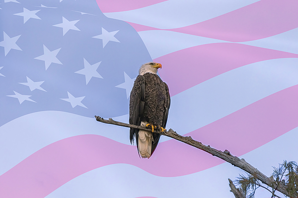 Steve Rich - USA - American Bald Eagle