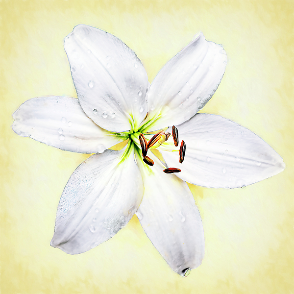 Marcia Colelli - White Asiatic Lily