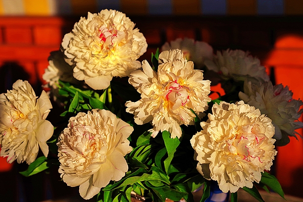 Amalia Suruceanu - White Peonies Bouquet