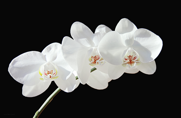 Jennie Marie Schell - White Phalaenopsis Orchid Flowers