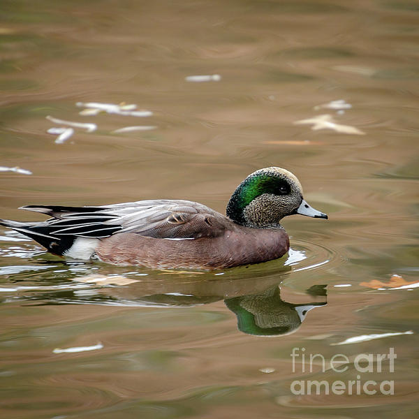 Wood Ducks On Pond At Cannon Hill Park Bath Towel by Sam Judy - Pixels