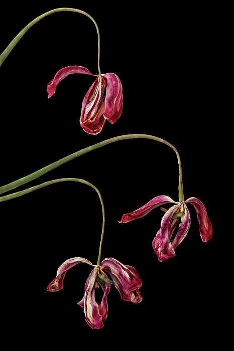 Elvira Peretsman - Withered Tulips