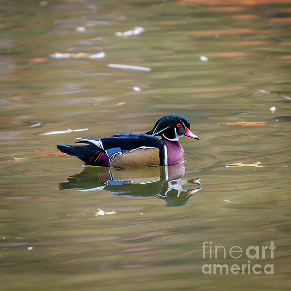 Wood Ducks On Pond At Cannon Hill Park Bath Towel by Sam Judy - Pixels