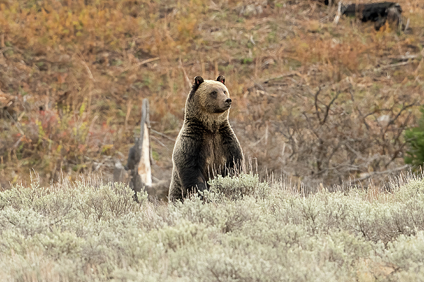 Julie Barrick - Yellowstone Grizzly IV