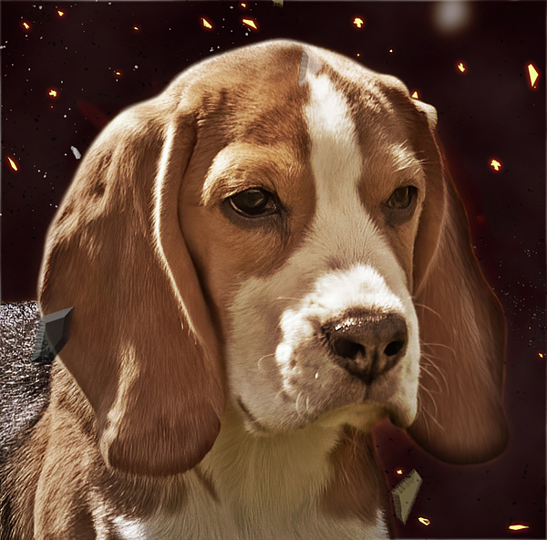 https://images.fineartamerica.com/images/artworkimages/medium/3/10-beagle-hound-robert-kinser.jpg