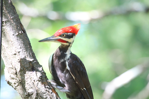Woodpecker Photographs