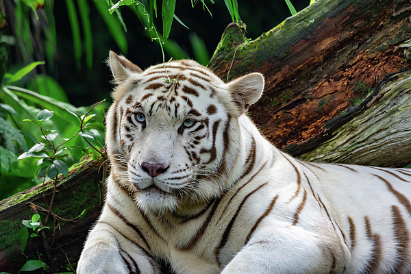 White Bengal Tiger, Animal Database