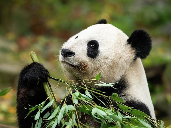 https://images.fineartamerica.com/images/artworkimages/medium/3/2-a-young-giant-panda-sitting-and-eating-bamboo-stefan-rotter.jpg