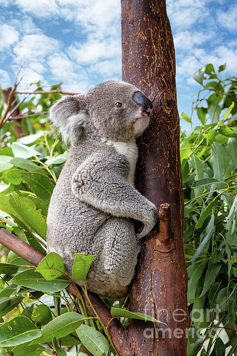 Koala Tree Birthday | Greeting Card Koala Tree Birthday | Greeting Card